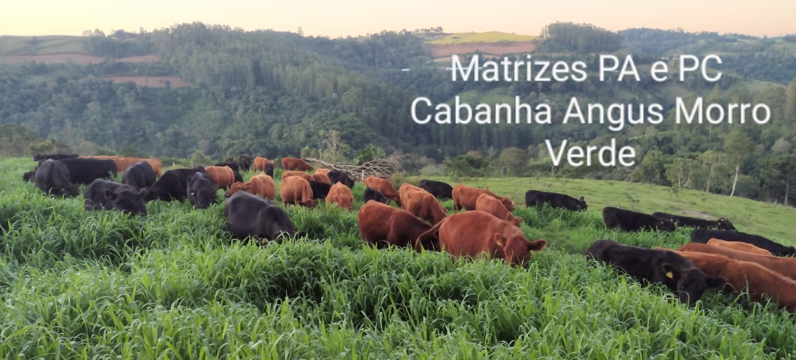 1º Leilão da Cabanha Angus Morro Verde de Reprodutores Rústicos