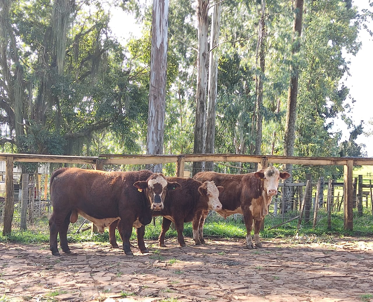 8º Leilão de Reprodutores Rústicos Hereford e Braford