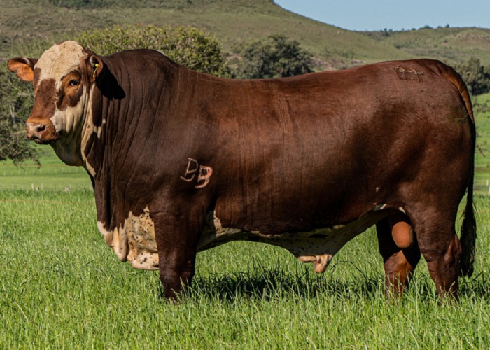 Touro Braford bate recorde da temporada no leilão da Estância Bela Vista