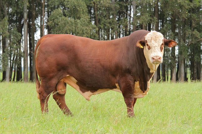 Touro Braford cobrindo vaca Nelore a campo